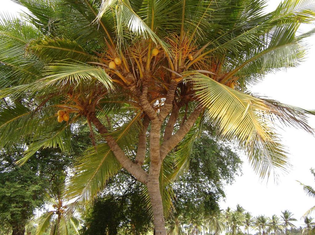 coconut.jpg